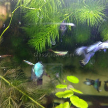 Load image into Gallery viewer, Hawaiian Blue Moscow Guppy 12 Fry Pack-Live Animals-Glass Grown-Glass Grown Aquatics-Aquarium live fish plants, decor
