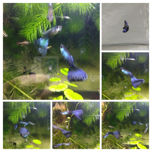 Purple Moscow Guppy 12 Fry Pack-Live Animals-Glass Grown-Glass Grown Aquatics-Aquarium live fish plants, decor