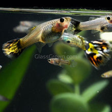 Load image into Gallery viewer, Yellow Fire Mosaic Guppy 12 Fry Pack-Live Animals-Glass Grown-Glass Grown Aquatics-Aquarium live fish plants, decor
