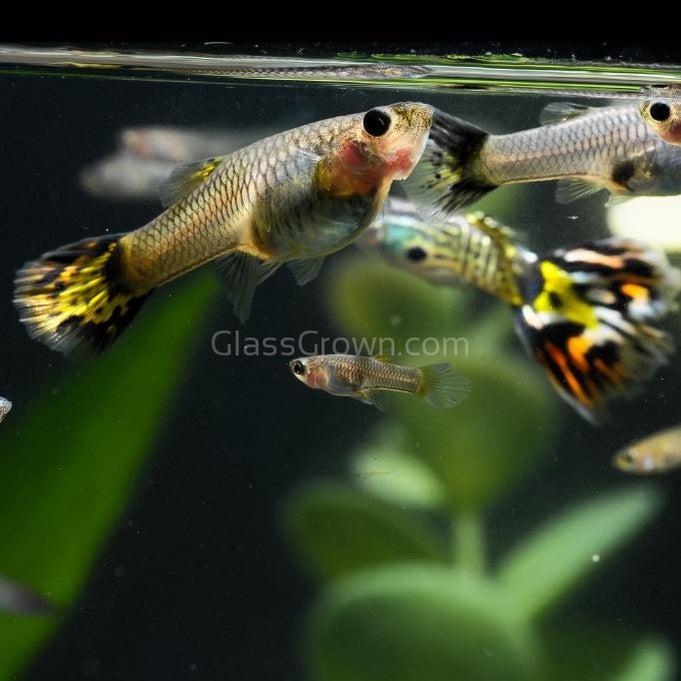 Yellow Fire Mosaic Guppy 12 Fry Pack-Live Animals-Glass Grown-Glass Grown Aquatics-Aquarium live fish plants, decor