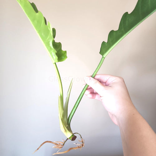 Philodendron Jungle Boogie Rooted Stems or Pots-Potted Houseplants-Glass Grown-Single Bare-Root Stem-Glass Grown Aquatics-Aquarium live fish plants, decor