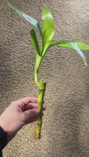 Load and play video in Gallery viewer, Lucky Bamboo Plant
