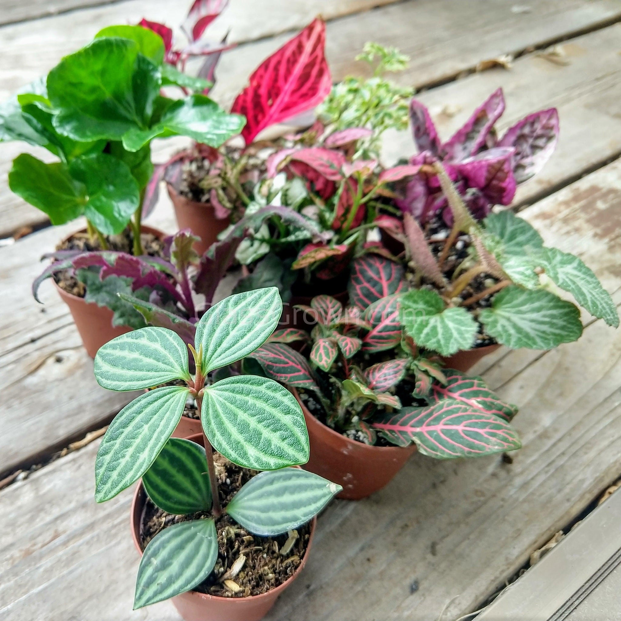 where can i buy terrarium plants near me Pick Your Own Terrarium Plant 2" – Glass Grown Aquatics