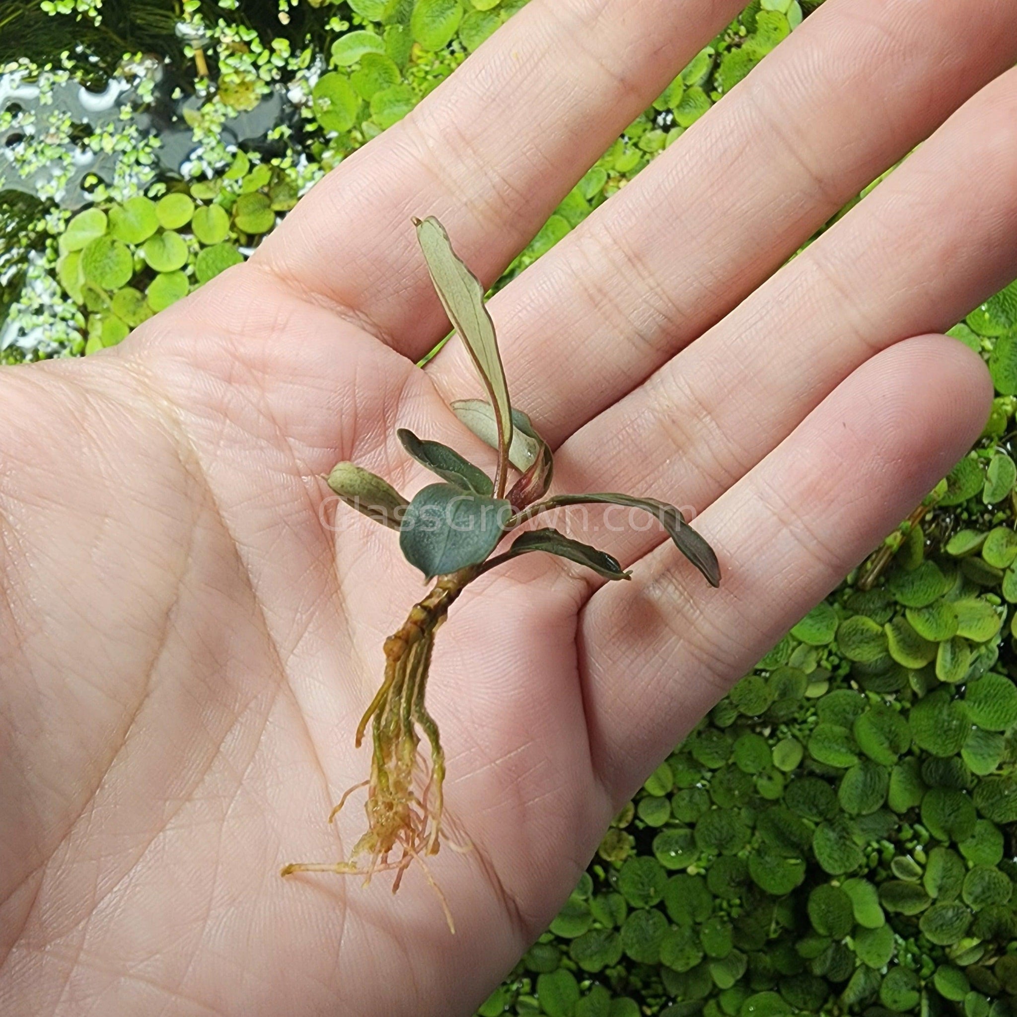 Bucephalandra Batang Kawa Mini – Glass Grown Aquatics