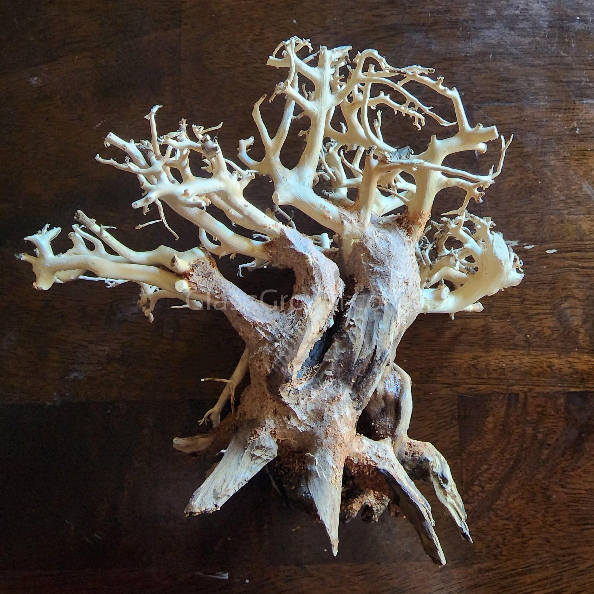 aquarium bonsai tree driftwood Dragonwood Bonsai Wood Nano Size 6" – Glass Grown Aquatics