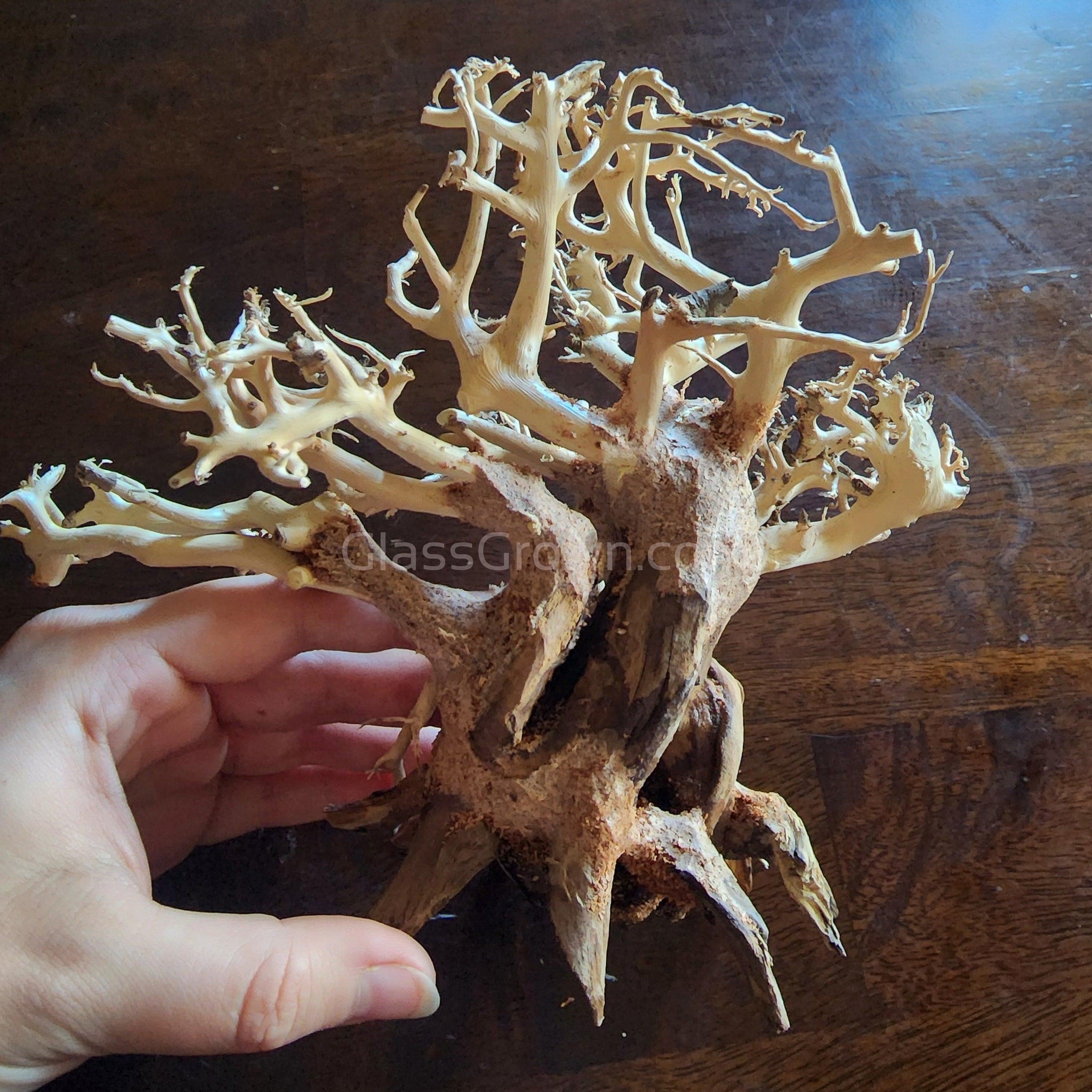 bonsai tree wood Dragonwood Bonsai Wood Nano Size 6" – Glass Grown Aquatics