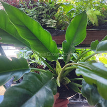 Load image into Gallery viewer, Philodendron Jungle Boogie Rooted Stems or Pots-Potted Houseplants-Glass Grown-Single Bare-Root Stem-Glass Grown Aquatics-Aquarium live fish plants, decor
