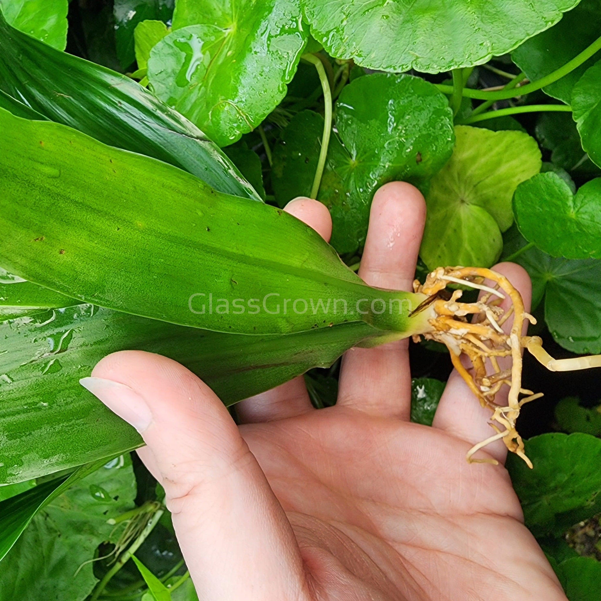 grow pineapple plant in water Janet Craig Pineapple Plant – Glass Grown Aquatics