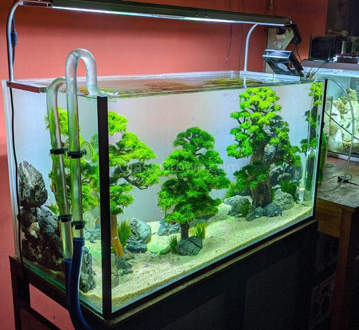 Java Moss Easy Beginner Aquarium Moss Plant for Planted Tank – Glass Aqua
