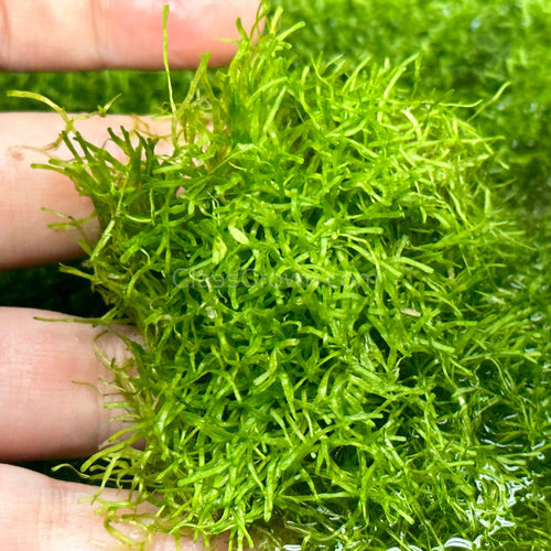 Java Moss Portion Large 4 Oz Cup Aquatic Plants and Aquarium