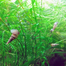 Load image into Gallery viewer, Colorful Algae Eater 30+ Combo Snail Pack-Live Animals-Glass Grown-Glass Grown Aquatics-Aquarium live fish plants, decor
