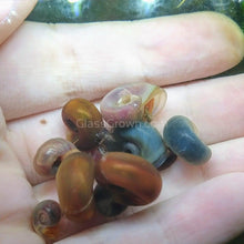 Load image into Gallery viewer, Colorful Algae Eater 30+ Combo Snail Pack-Live Animals-Glass Grown-Glass Grown Aquatics-Aquarium live fish plants, decor
