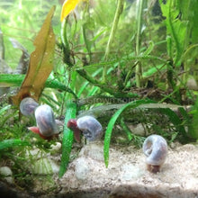 Load image into Gallery viewer, Colorful Algae Eater 30+ Combo Snail Pack-Live Animals-Glass Grown-Glass Grown Aquatics-Aquarium live fish plants, decor
