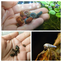 Load image into Gallery viewer, Colorful Algae Eater 30+ Combo Snail Pack-Live Animals-Glass Grown-Glass Grown Aquatics-Aquarium live fish plants, decor
