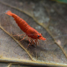 Load image into Gallery viewer, Organic Shrimp Botanicals 30 Pieces-Aquarium Decor-Glass Grown Aquatics-Sure!-Glass Grown Aquatics-Aquarium live fish plants, decor
