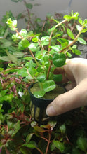 Load and play video in Gallery viewer, Potted Rotala Red
