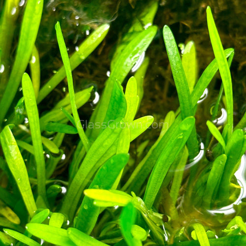 Dwarf Sagittaria Subulata 3 Rosettes/Nodes-Aquatic Plants-Glass Grown-Glass Grown Aquatics-Aquarium live fish plants, decor