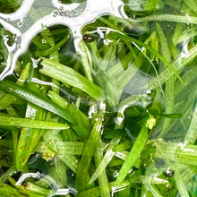 Load image into Gallery viewer, Dwarf Sagittaria Subulata 3 Rosettes/Nodes-Aquatic Plants-Glass Grown-Glass Grown Aquatics-Aquarium live fish plants, decor
