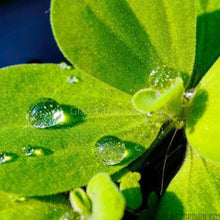 Load image into Gallery viewer, Dwarf Water Lettuce 4 oz portion-Aquatic Plants-Glass Grown-Glass Grown Aquatics-Aquarium live fish plants, decor
