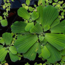 Load image into Gallery viewer, Dwarf Water Lettuce 4 oz portion-Aquatic Plants-Glass Grown-Glass Grown Aquatics-Aquarium live fish plants, decor
