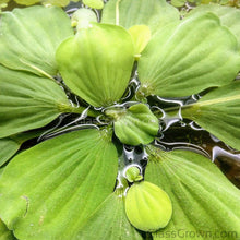 Load image into Gallery viewer, Dwarf Water Lettuce 4 oz portion-Aquatic Plants-Glass Grown-Glass Grown Aquatics-Aquarium live fish plants, decor
