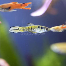 Load image into Gallery viewer, Male Green Cobra Endlers 3 Pack-Live Animals-Glass Grown-3x-Glass Grown Aquatics-Aquarium live fish plants, decor
