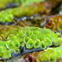 Load image into Gallery viewer, Salvinia Cucullata (Velvet Spangles) Plantlets 3 Pack-Aquatic Plants-Glass Grown Aquatics-Glass Grown Aquatics-Aquarium live fish plants, decor
