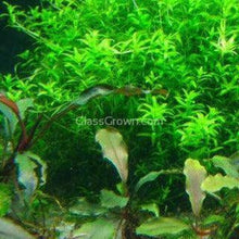 Load image into Gallery viewer, Pearlweed 3-10 Pots-Aquatic Plants-Glass Grown-3x Pots-Glass Grown Aquatics-Aquarium live fish plants, decor
