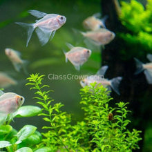 Load image into Gallery viewer, Pearlweed 3-10 Pots-Aquatic Plants-Glass Grown-3x Plants-Glass Grown Aquatics-Aquarium live fish plants, decor
