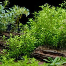 Load image into Gallery viewer, Pearlweed 3-10 Pots-Aquatic Plants-Glass Grown-3x Plants-Glass Grown Aquatics-Aquarium live fish plants, decor
