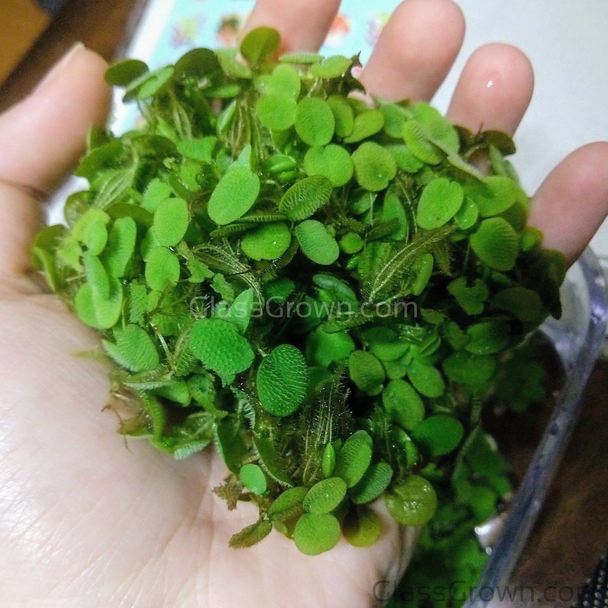 salvinia plant Salvinia Minima 4oz Portion – Glass Grown Aquatics