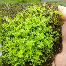 Load image into Gallery viewer, Dwarf Baby Tears 4&quot; Coir Mat-Aquatic Plants-Glass Grown-Glass Grown Aquatics-Aquarium live fish plants, decor
