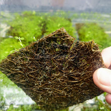 Load image into Gallery viewer, Dwarf Baby Tears 4&quot; Coir Mat-Aquatic Plants-Glass Grown-Glass Grown Aquatics-Aquarium live fish plants, decor
