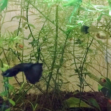Load image into Gallery viewer, Black Moscow Guppy 6 Fry Pack-Live Animals-Glass Grown-Glass Grown Aquatics-Aquarium live fish plants, decor
