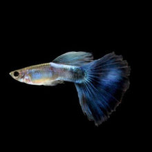 Load image into Gallery viewer, Blue Moscow Guppy 6 Fry Pack-Live Animals-Glass Grown-Glass Grown Aquatics-Aquarium live fish plants, decor
