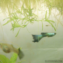 Load image into Gallery viewer, Green Moscow Guppy 6 Fry Pack-Live Animals-Glass Grown-Glass Grown Aquatics-Aquarium live fish plants, decor
