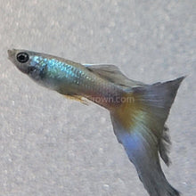 Load image into Gallery viewer, Hawaiian Blue Moscow Guppy 6 Fry Pack-Live Animals-Glass Grown-Glass Grown Aquatics-Aquarium live fish plants, decor
