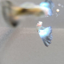 Load image into Gallery viewer, Hawaiian Blue Moscow Guppy 6 Fry Pack-Live Animals-Glass Grown-Glass Grown Aquatics-Aquarium live fish plants, decor
