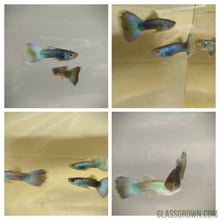 Load image into Gallery viewer, Hawaiian Blue Moscow Guppy 6 Fry Pack-Live Animals-Glass Grown-Glass Grown Aquatics-Aquarium live fish plants, decor
