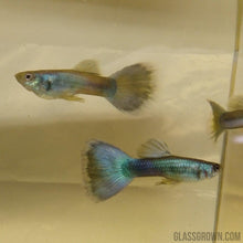 Load image into Gallery viewer, Hawaiian Blue Moscow Guppy 6 Fry Pack-Live Animals-Glass Grown-Glass Grown Aquatics-Aquarium live fish plants, decor
