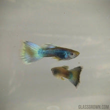 Load image into Gallery viewer, Hawaiian Blue Moscow Guppy 6 Fry Pack-Live Animals-Glass Grown-Glass Grown Aquatics-Aquarium live fish plants, decor
