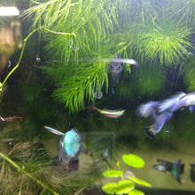 Load image into Gallery viewer, Hawaiian Blue Moscow Guppy 6 Fry Pack-Live Animals-Glass Grown-Glass Grown Aquatics-Aquarium live fish plants, decor
