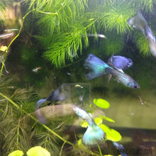 Load image into Gallery viewer, Hawaiian Blue Moscow Guppy 6 Fry Pack-Live Animals-Glass Grown-Glass Grown Aquatics-Aquarium live fish plants, decor
