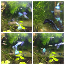 Load image into Gallery viewer, Hawaiian Blue Moscow Guppy 6 Fry Pack-Live Animals-Glass Grown-Glass Grown Aquatics-Aquarium live fish plants, decor
