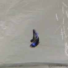 Load image into Gallery viewer, Purple Moscow Guppy 6 Fry Pack-Live Animals-Glass Grown-Glass Grown Aquatics-Aquarium live fish plants, decor
