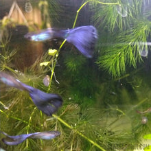 Load image into Gallery viewer, Purple Moscow Guppy 6 Fry Pack-Live Animals-Glass Grown-Glass Grown Aquatics-Aquarium live fish plants, decor
