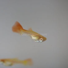 Load image into Gallery viewer, Red Moscow Guppy 6 Fry Pack-Live Animals-Glass Grown-School of 6-Glass Grown Aquatics-Aquarium live fish plants, decor
