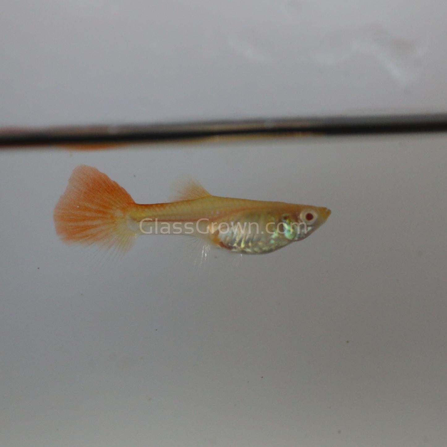 Guppy fry for sale hotsell