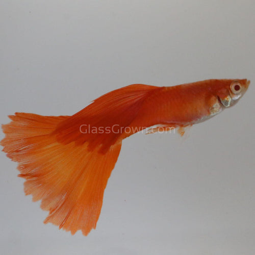Red Moscow Guppy 6 Fry Pack-Live Animals-Glass Grown-Group of 6-Glass Grown Aquatics-Aquarium live fish plants, decor
