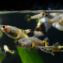 Load image into Gallery viewer, Yellow Fire Mosaic Guppy 6 Fry Pack-Live Animals-Glass Grown-Glass Grown Aquatics-Aquarium live fish plants, decor
